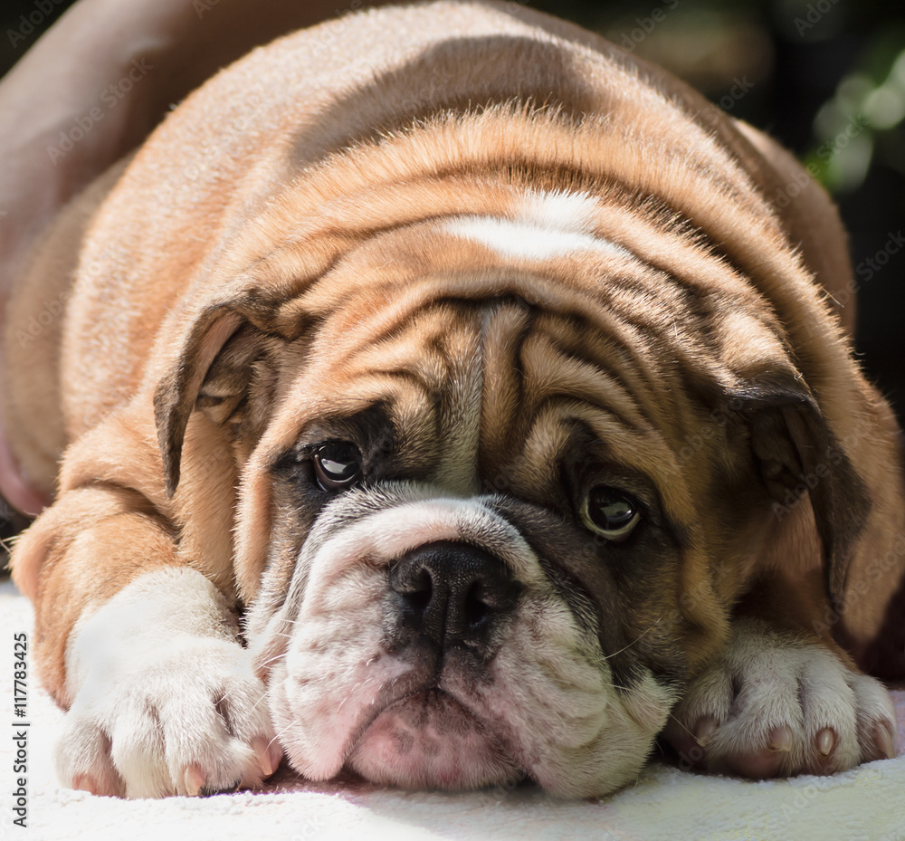 sad puppy English bulldog clousup red & white