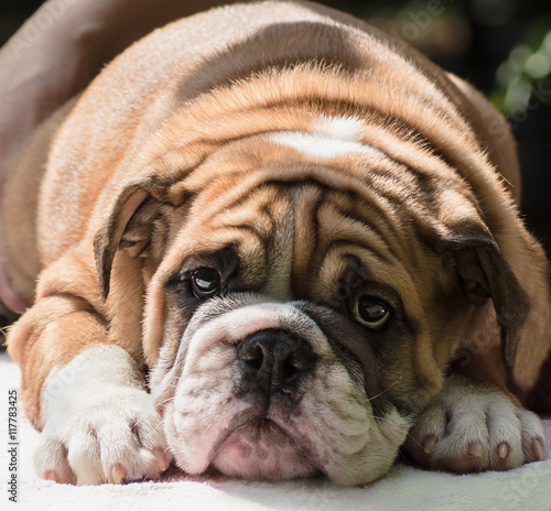 sad puppy English bulldog clousup red & white © shediva