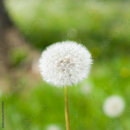 Dandelion flowers.