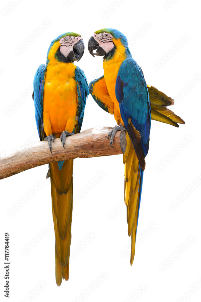 Couple of blue and gold macaw