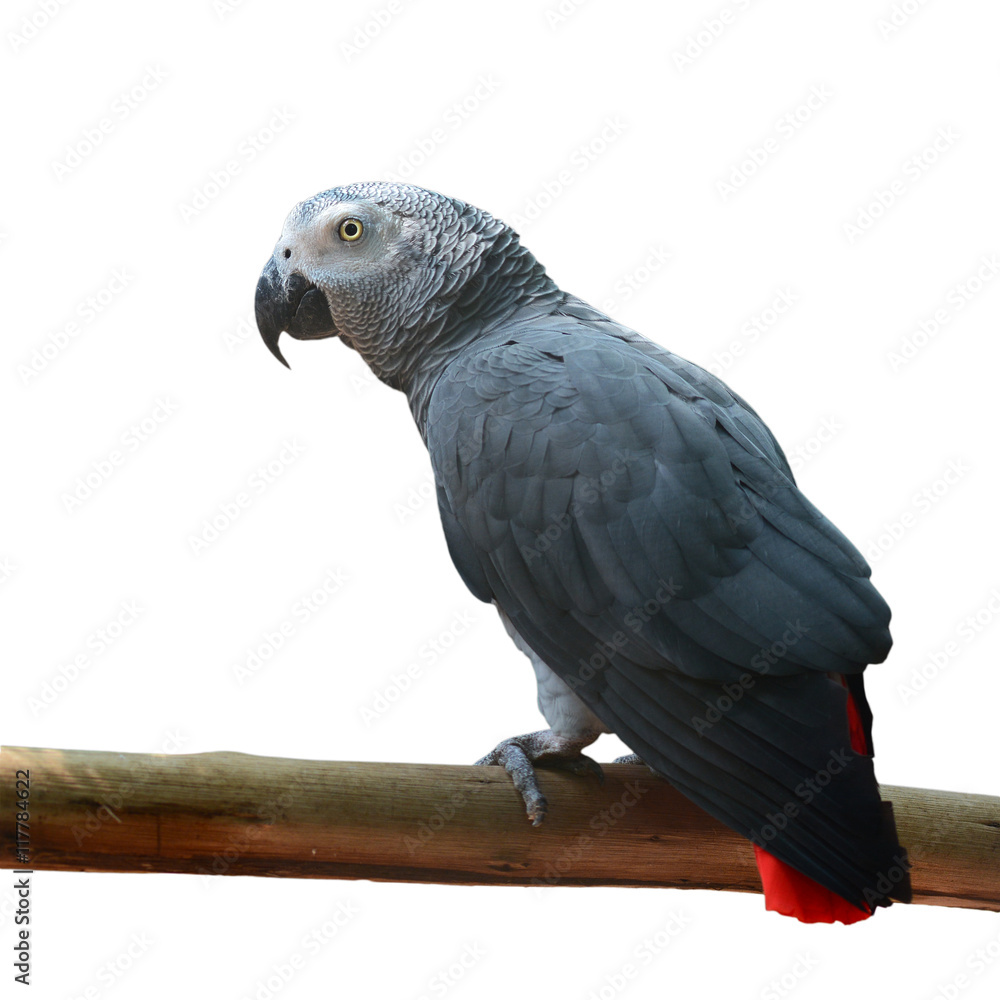 Fototapeta premium Beautiful African Grey Parrot