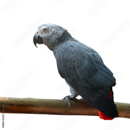 Beautiful African Grey Parrot