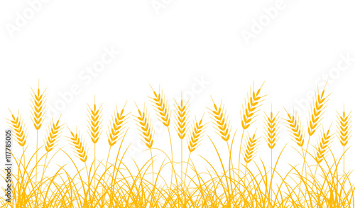 Wheat spikelets.Wheat ears on a white background. Border of wheat ears and stalks. 
