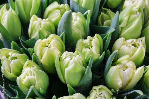 Green tulips background