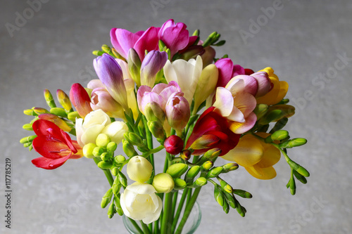 Colorful freesia flowers on grey background photo