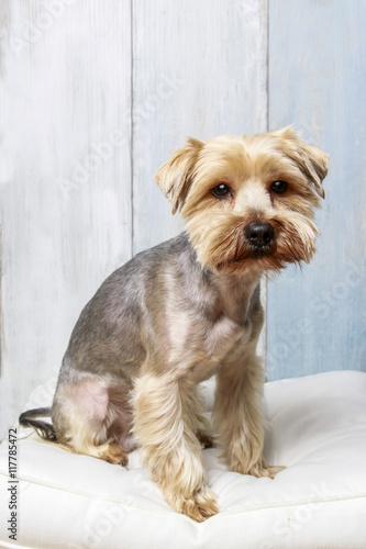 Yorkshire Terrier dog