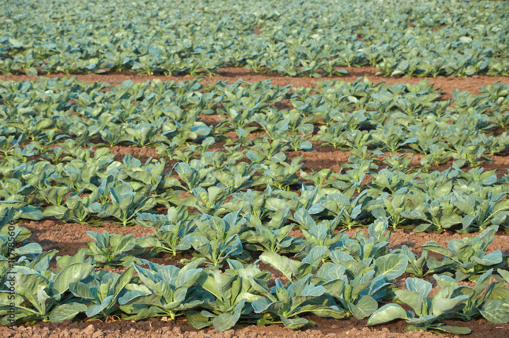 Long rows of unripe cabbage