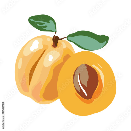 Fresh cut apricot fruits isolated on white background