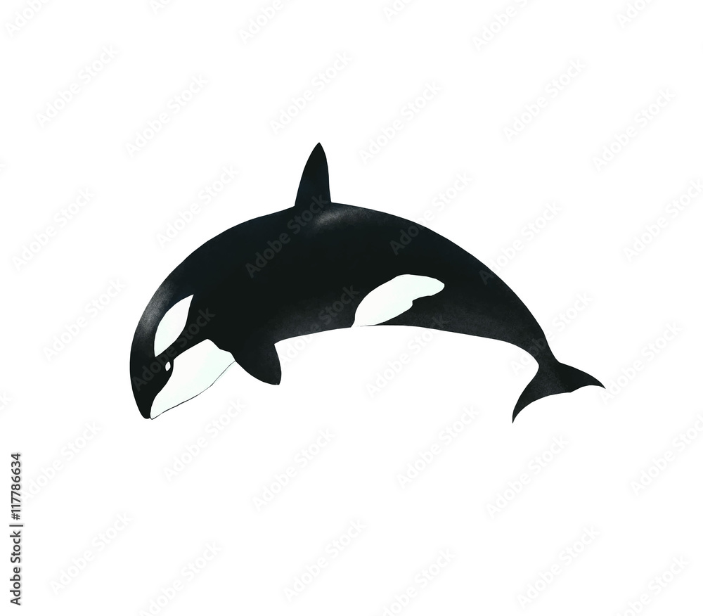 Fototapeta premium シャチ