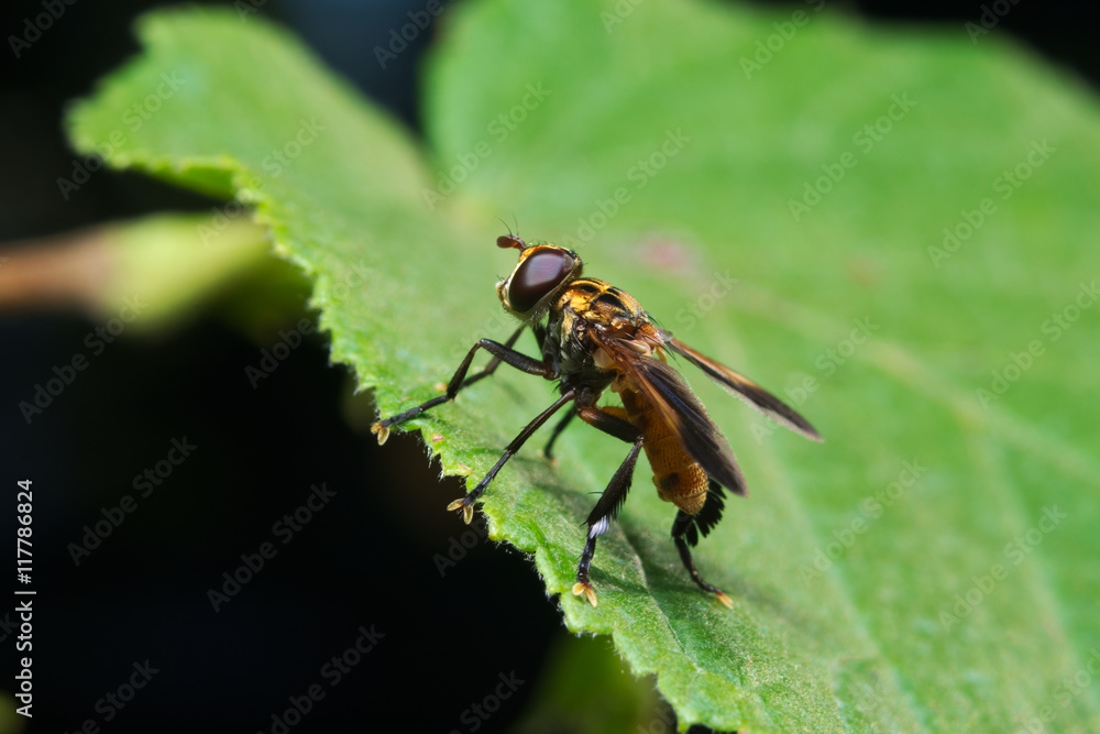 Fly (Trichopoda pennipes) used as a biological control agent for these agricultural pests
Fly (Trichopoda pennipes) used as a biological control agent for these agricultural pests