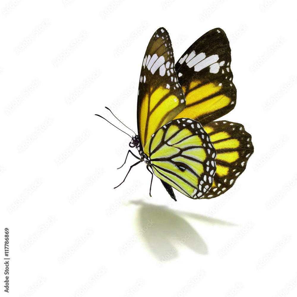 Obraz premium yellow monarch butterfly