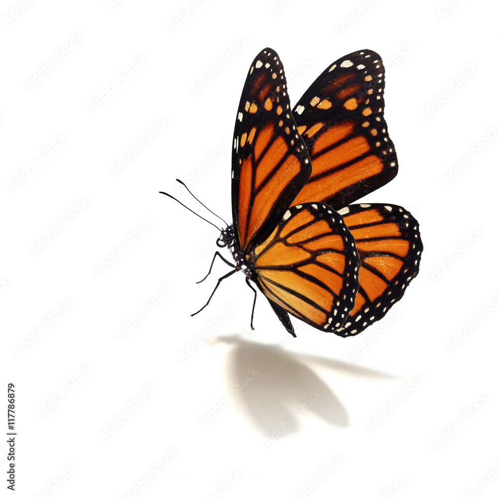 Obraz premium motyl monarcha