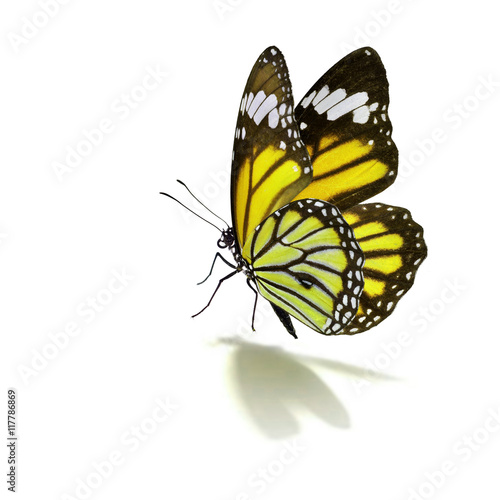 yellow monarch butterfly © thawats
