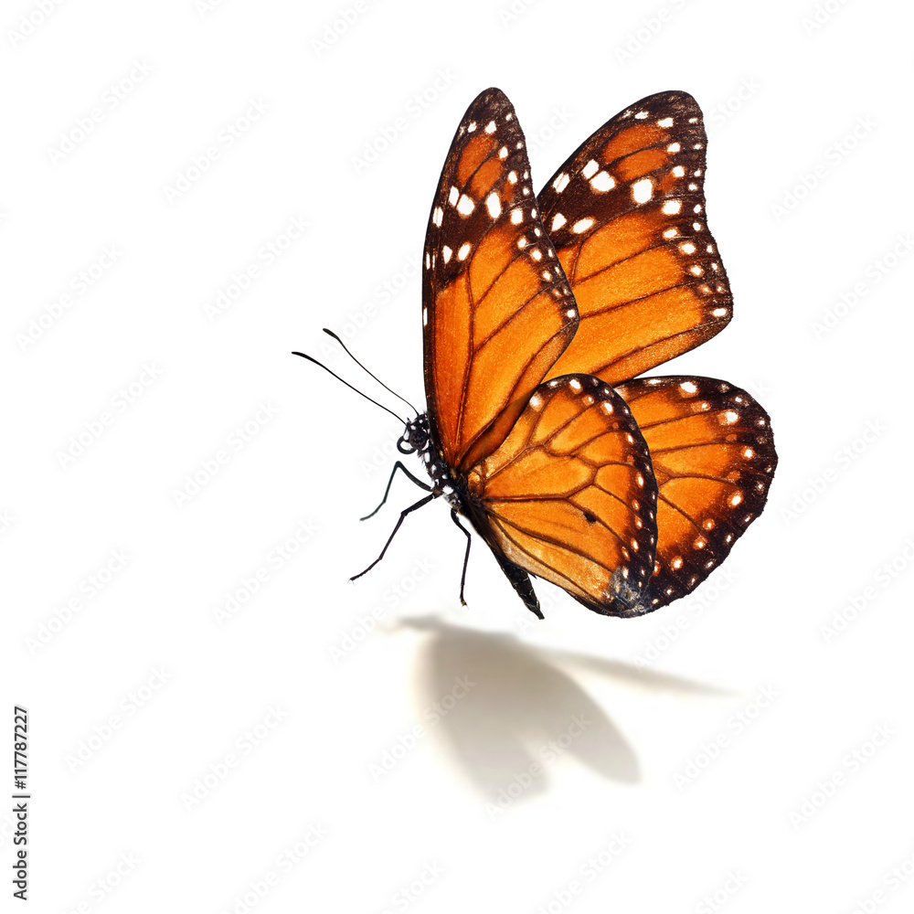 Fototapeta premium monarcha motyl