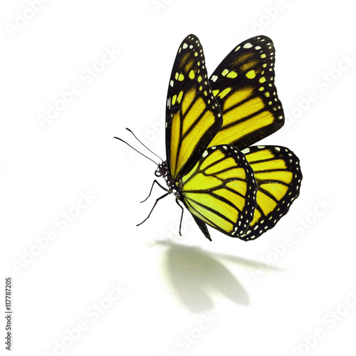 yellow butterfly © thawats