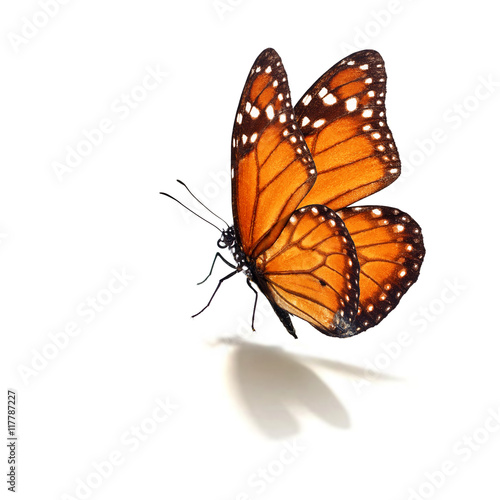 monarch butterfly © thawats