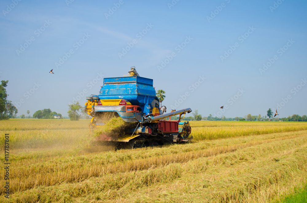 Obraz premium rice harvester in rice fields