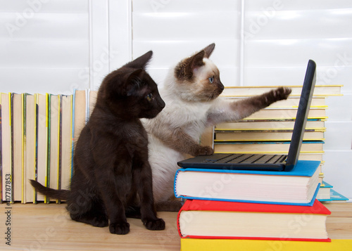 Siamese kitten sitting pointing at screen with one paw, other paw on keyboard of miniature laptop type computer stacked on books. Black kitten with green eyes watching intently. Books in background.