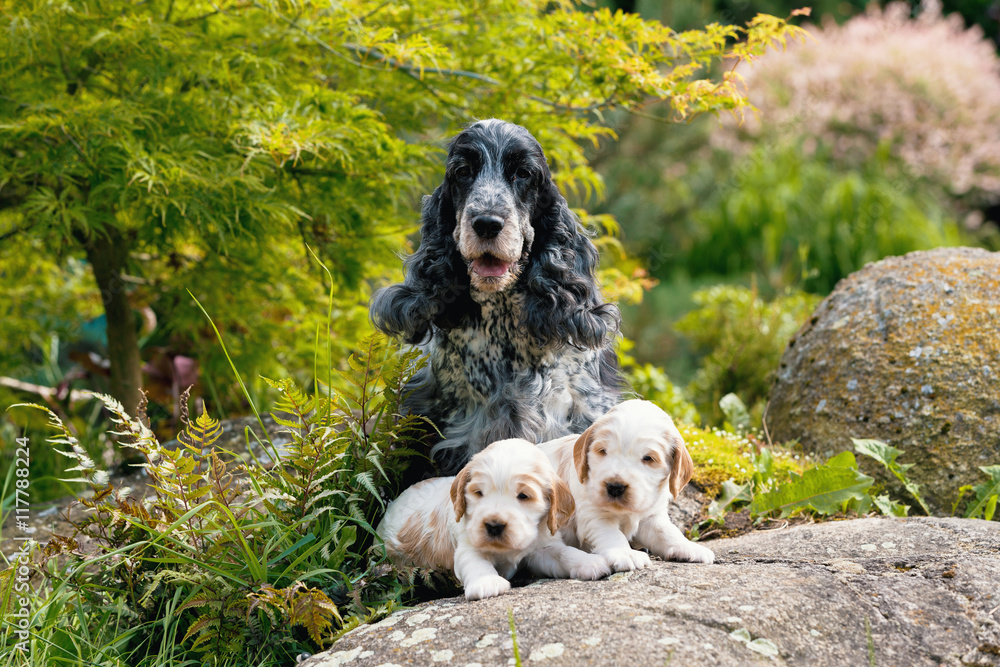 Fototapeta premium purebred English Cocker Spaniel with puppy