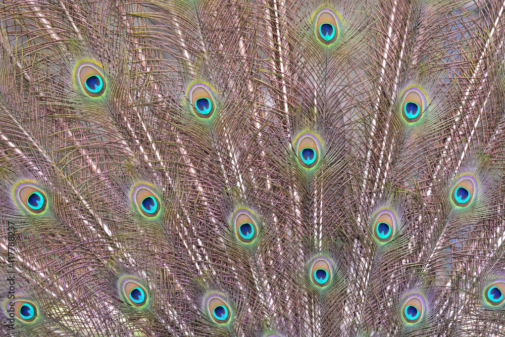 Obraz premium Green Peacock feathers