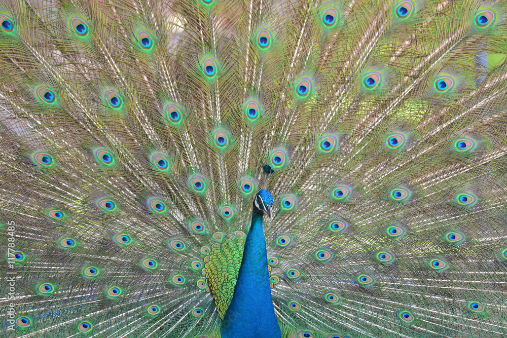Fototapeta premium Green Peacock