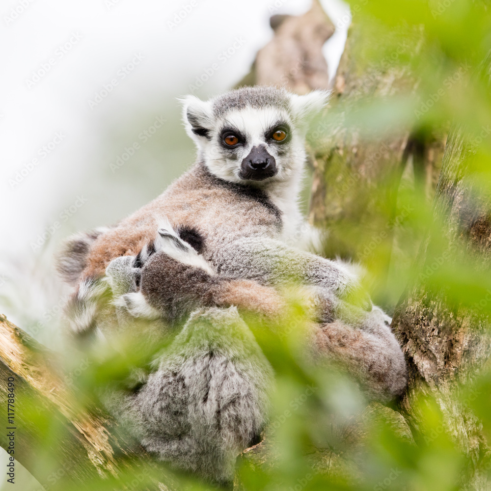 Obraz premium Ring-tailed lemur (Lemur catta)