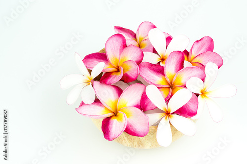 Plumeria in wooden bowl on white background