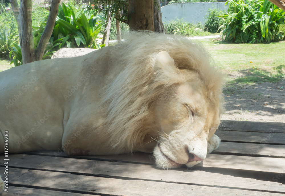 Naklejka premium White lion sleeping at Khao Kheow Open Zoo.