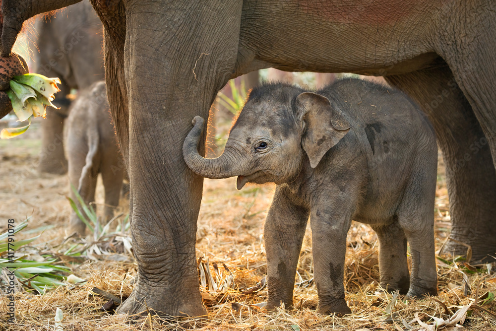 Fototapeta premium Baby elephant