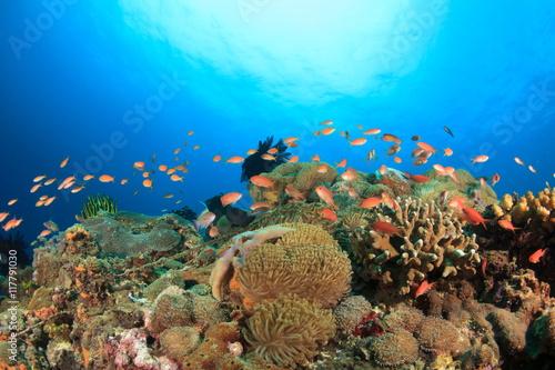 Fototapeta Naklejka Na Ścianę i Meble -  Coral reef underwater sea ocean