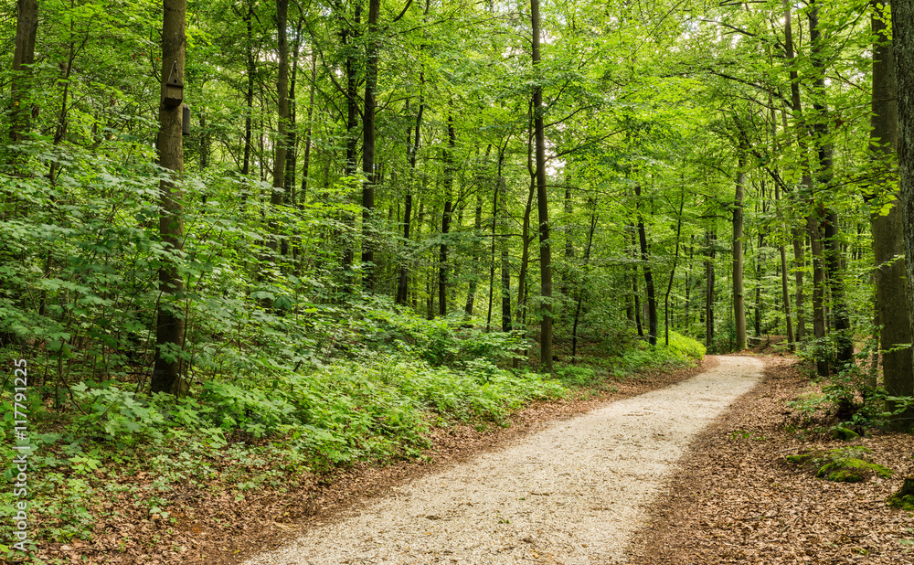 Naturlandschaft Bäume Wald Weg Naturlandschaft Bäume Wald Weg