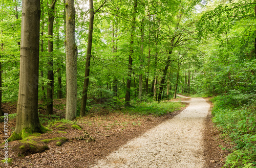 Natur B  ume Wald Landschaft