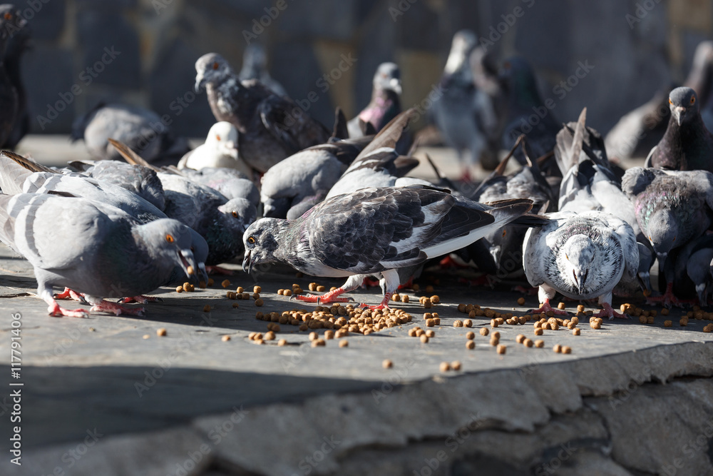 Obraz premium Pigeon at the park