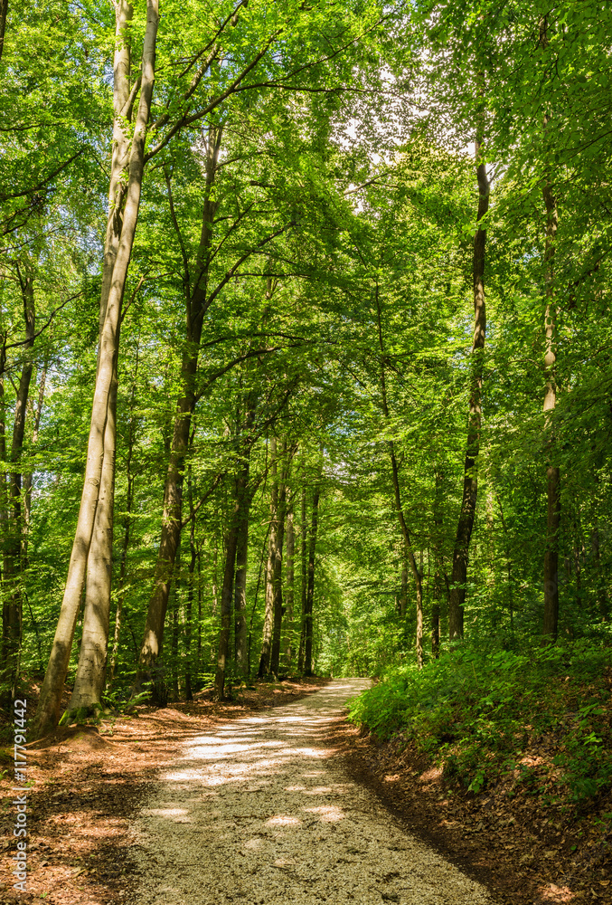 Wald Weg Bäume Sommer Natur Wald Weg Bäume Sommer Natur
