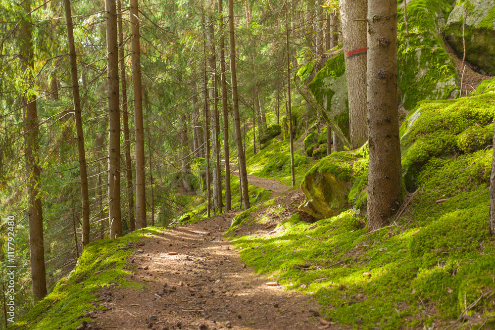 walking into the forest long a path in a cloudy day. No people a walking into the forest long a path in a cloudy day. No people a