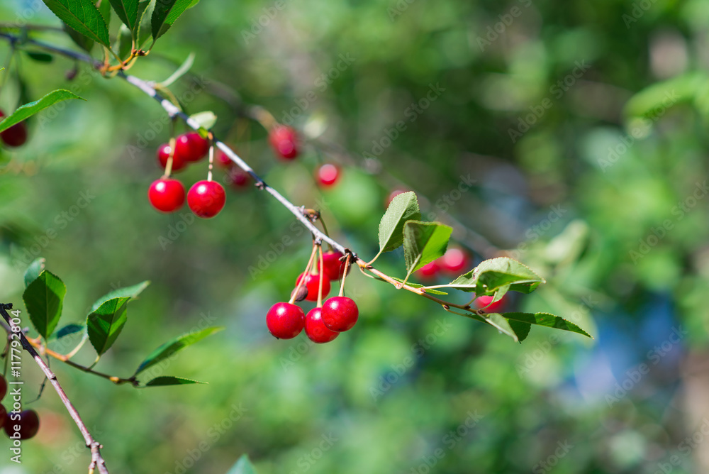 Fototapeta premium Sweet cherry red berries on a tree branch close up