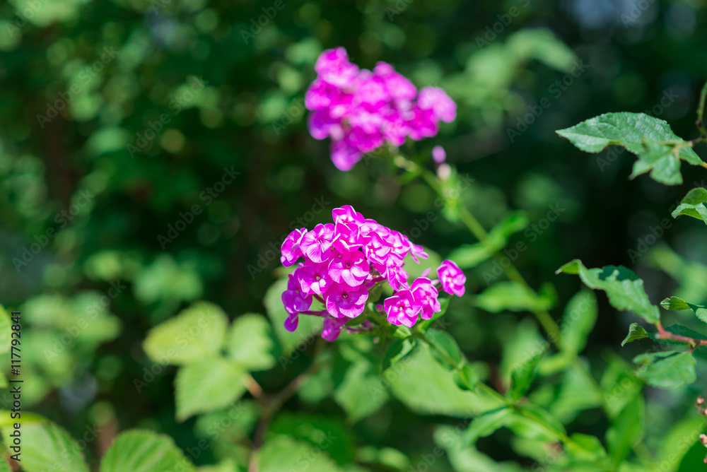 Pink garden phloxes (Phlox paniculata). Pink garden phloxes (Phlox paniculata).