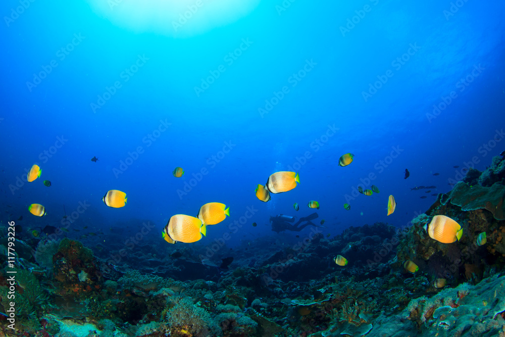 Fototapeta premium Scuba dive coral reef underwater in ocean