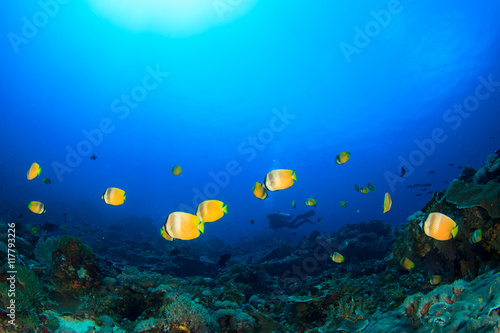Fototapeta Naklejka Na Ścianę i Meble -  Scuba dive coral reef underwater in ocean