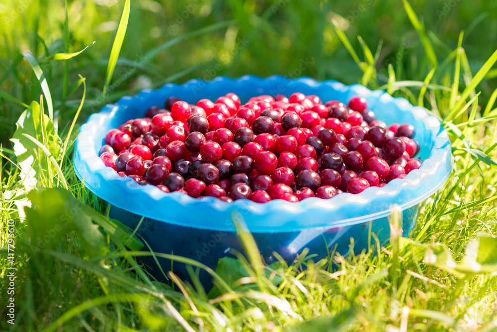 Basket of fresh ripe cherries at the sunlight on green background Basket of fresh ripe cherries at the sunlight on green background