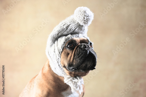 Französische Bulldogge mit Wintermütze