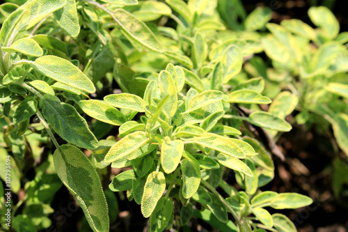 Wallpaper Mural golden sage herb field Torontodigital.ca