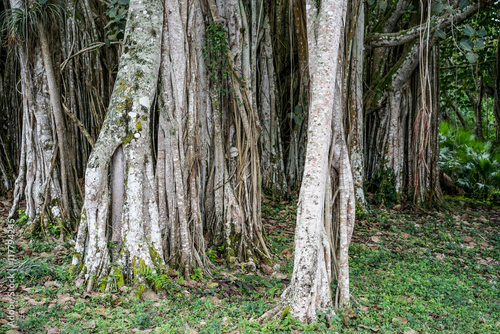 Obraz premium Banyan tree growing in Cuba