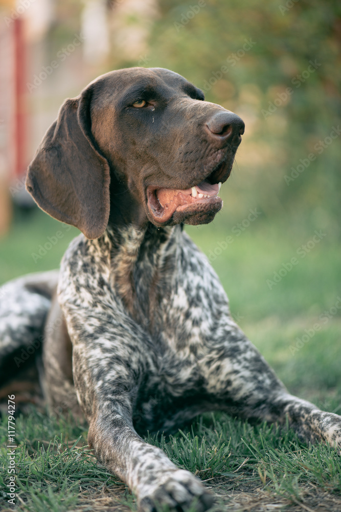 Cute German pointer lying in garden Cute German pointer lying in garden
