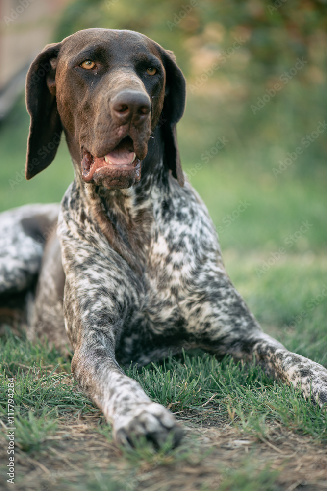 Cute German pointer lying in garden Cute German pointer lying in garden