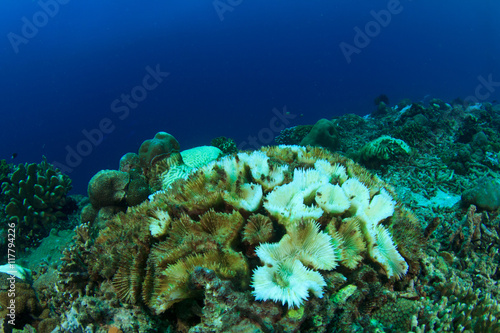 Fototapeta Naklejka Na Ścianę i Meble -  Coral bleaching. Dead coral because climate change, global warming, rising sea temperatures, pollution.