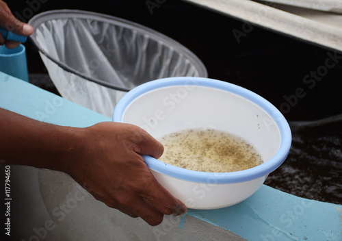Larval shrimp in plastic bowl. Aquaculture animals.