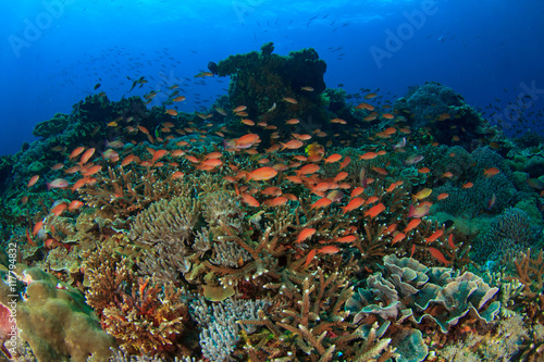 Fototapeta Naklejka Na Ścianę i Meble -  Coral reef underwater sea ocean