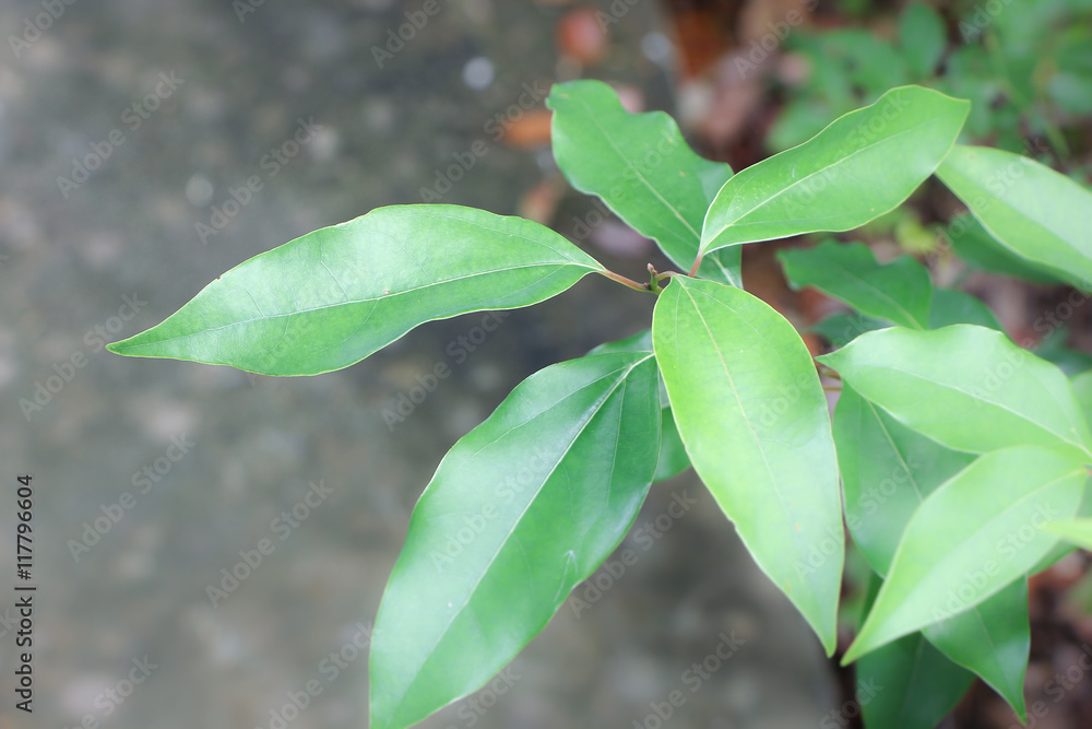 Fototapeta Leaf of Cinnamomum camphora tree