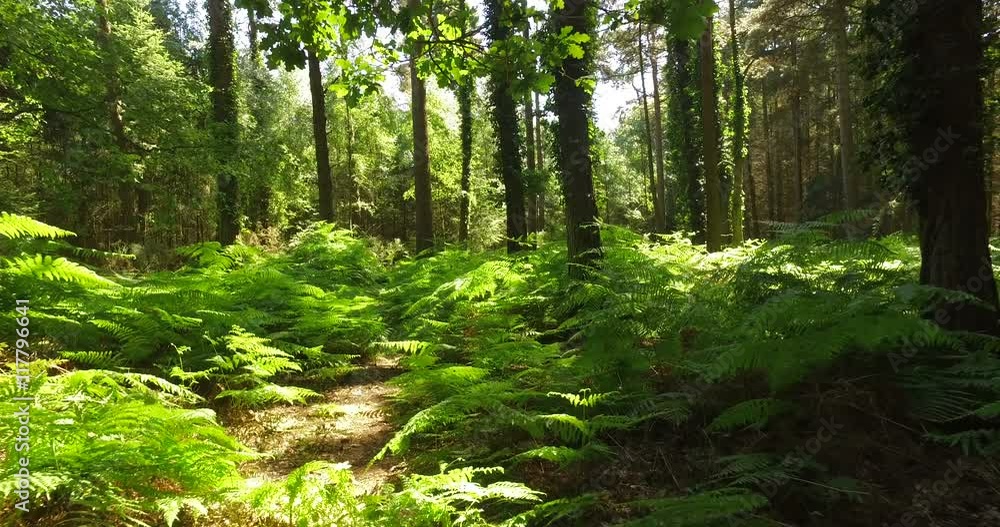 Panning through a thick forest in summer with thick bracken foliage Panning through a thick forest in summer with thick bracken foliage
